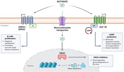 Protective role of butyrate in obesity and diabetes: New insights